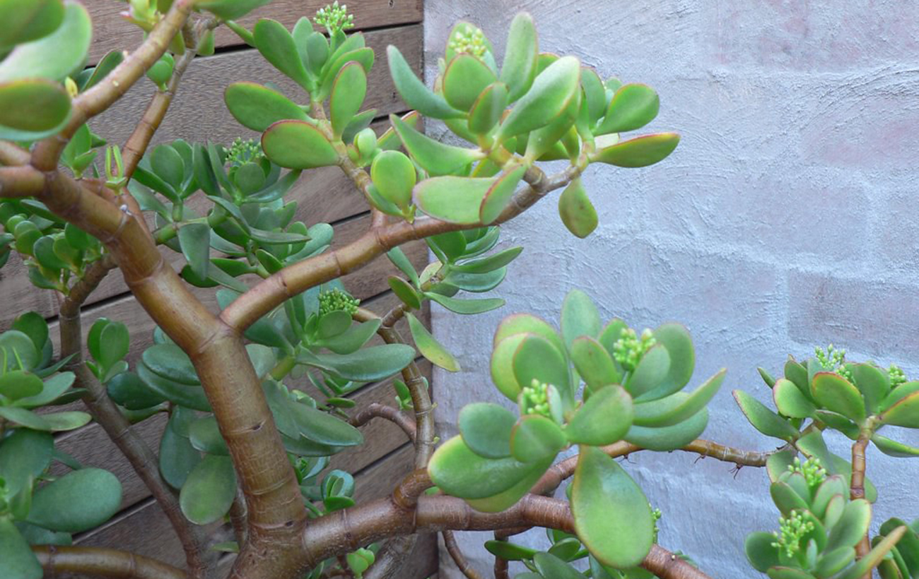 Какие комнатные растения нельзя принимать в подарок, чтобы избежать несчастья